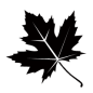 枫叶