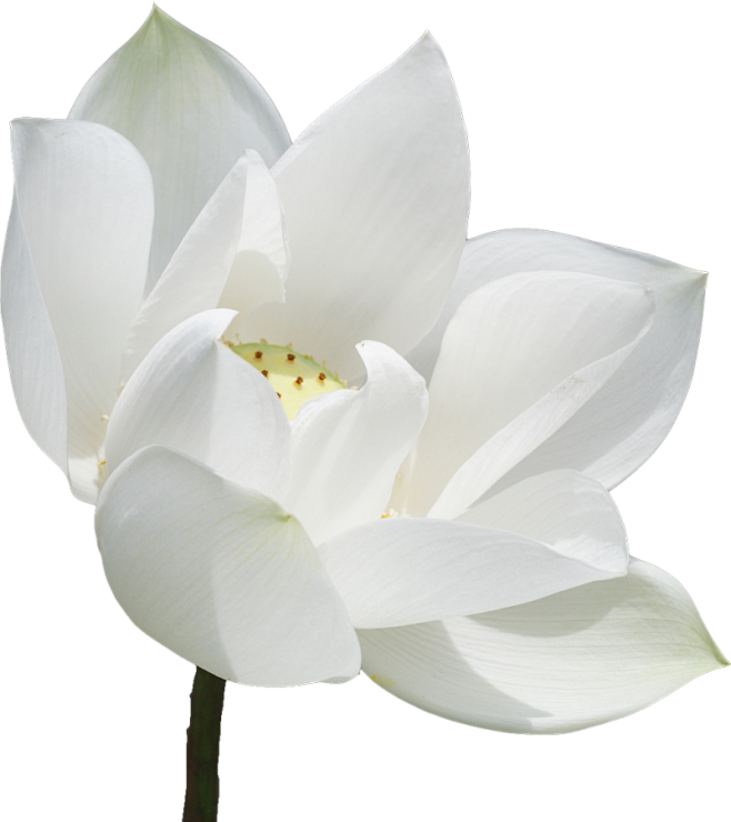 木子李223从gbewtfe转采于2020-05-29 22:02:33白莲花1喜欢素材木子李