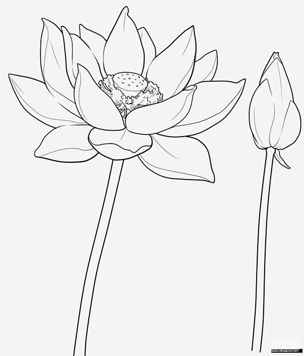 黑白线稿画稿莲花