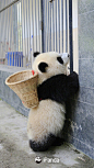 ლ(´ڡ`ლ)老板，快点拿小零食把我的筐筐装满！#福利滚滚# #熊猫趣图# ​​​​