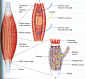 Muscle Spindle and GTO
http://neurones.co.uk/Neurosciences%202016/Tutorials/M2/M.2.B.2%20%20Muscle%20Tendon%20and%20Joint%20Receptors.html