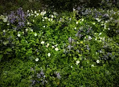 新加坡,植物群,自然美,园林,室内,温室,摄影师,葡萄园,水,美