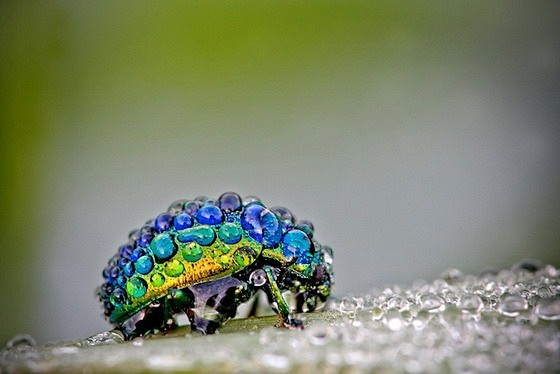 美轮美奂的昆虫微距摄影