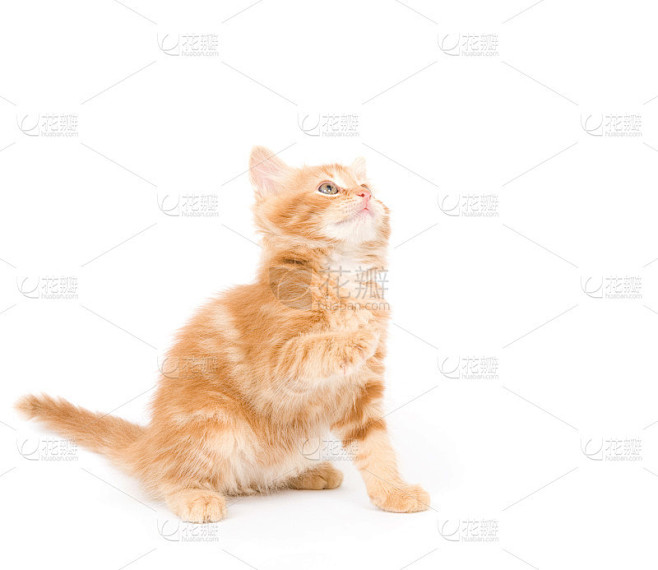 黄色的小猫
