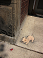 Temporary SIdewalk Art on Behance