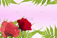 情人节,红色,背景,玫瑰,美,贺卡,水平画幅,无人,符号,泰国