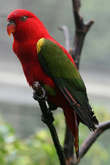 鹦形目鹦鹉科黑顶吸蜜鹦鹉属噪吸蜜鹦鹉