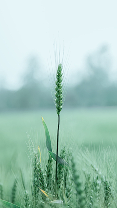 牙牙i采集到green