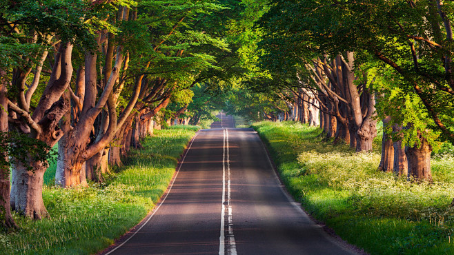 【1920x1080】道路，绿色树林，夏...