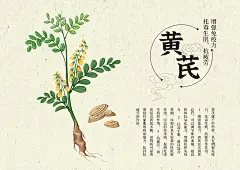 插画手绘中药材黄芪图片下载