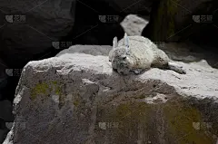 一块岩石上的南方鼠兔。