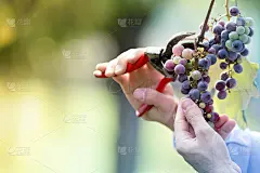 农夫在他的葡萄园里