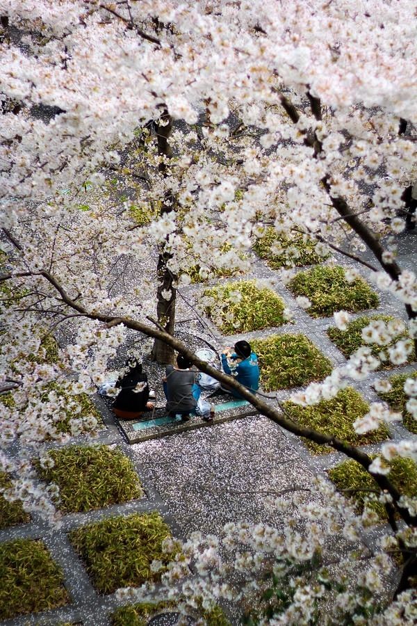 Under the Sakura tre...