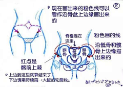 阿曜曜采集到◆骨架肌肉結構－軀幹