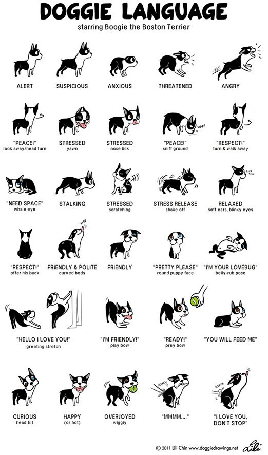 狗的语言