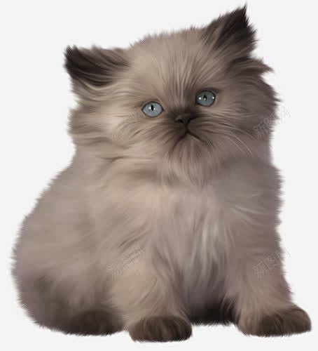 可爱的蓝眼睛猫咪高清素材 设计图片 页面...