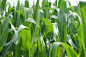landscape-nature-grass-plant-sun-field-meadow-leaf-flower-summer-food-green-harvest-crop-corn-agriculture-cultivation-leaves-cornfield-series-cereals-maize-arable-corn-on-the-cob-flowering-plant-fodder-maize-corn-plants-pet-food-commodity-grass-family-foo