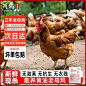 老母鸡主图