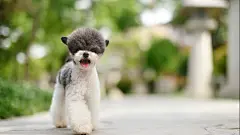 可爱狗狗泰迪犬呆萌汪星人全高清电脑桌面壁纸http://www.kutoo8.com/