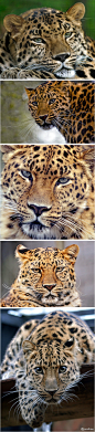 #远东豹# #Amur Leopard#