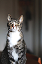 89cats:

Tobes #萌#