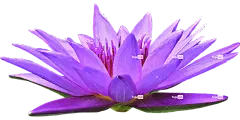 荷花 水 花卉背景 花 百合 池塘 盛开 紫色的 开花 花壁纸