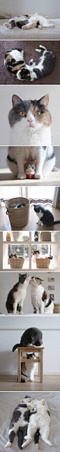 日本人气萌宠博客guremike，用干净的镜头记录着自家两只可爱猫兄妹的小日子 。