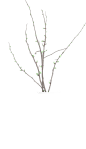 花枝