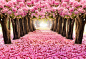 The romantic tunnel of pink flower trees.Blossom blooming in Spring - Summer season.