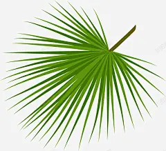 热带植物棕榈叶 热带植物 环境 绘画 自然 元素 免抠png 设计图片 免费下载 页面网页 平面电商 创意素材