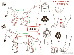 西瓜端采集到【动物】