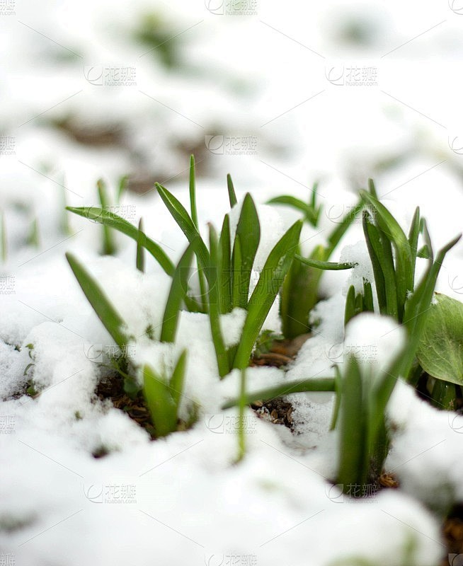 早期spring2