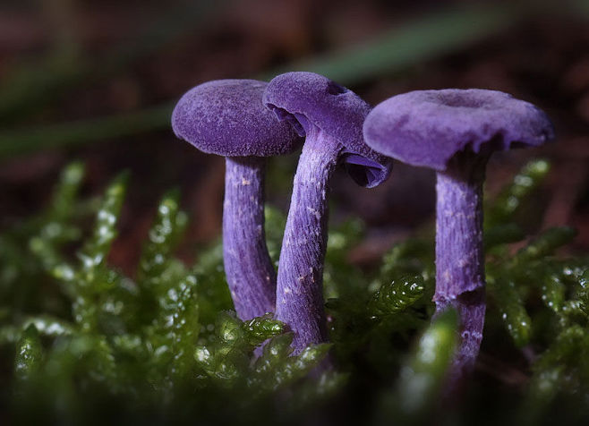 不寻常的美丽和性感：20种罕见蘑菇 : ...