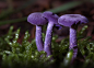 不寻常的美丽和性感：20种罕见蘑菇 : 下面是自然界中都很少见到的20种蘑菇，她们有的美丽、有的性感、有的诡异。