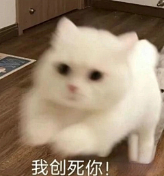 李梓木1采集到小猫表情包