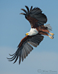 animals-animals-animals:

Flight of the Fish Eagle (by Morkel Erasmus)