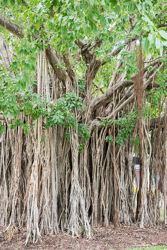 榕树的气生根素材-花瓣网