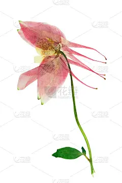 压干的灌木，有娇嫩的花