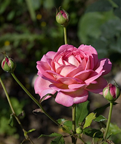 云上游采集到花卉素材