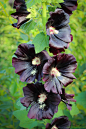 蜀葵
Photograph Black Roses by Alf Lundsten on 500px