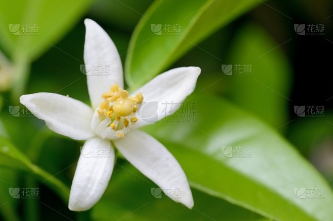 仅一朵花,桔子,水平画幅,绿色,无人,芸香科,果树,柠檬,白色,常绿树