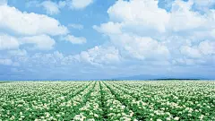 北海道花季情侣旅游胜地绿色风景护眼桌面壁纸http://www.kutoo8.com/