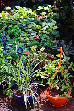 家庭园艺春季苗圃新栽流行名优绿叶鲜新植物盆栽栽培