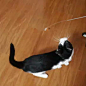 cfa赛级小飞虫逗猫棒玩具羽毛铃铛钢丝弹簧加长杆可拆卸拍照神器-淘宝网
