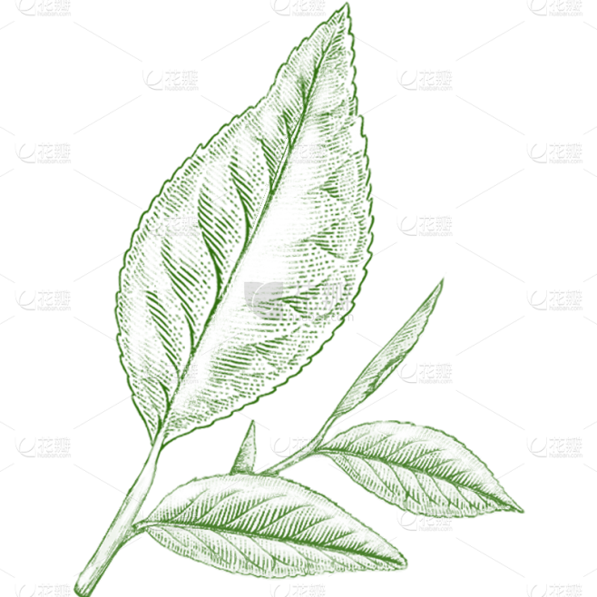 植物通用绿色手绘线条茶叶元素素材