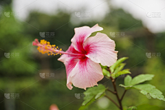 Da_Epicurea采集到花