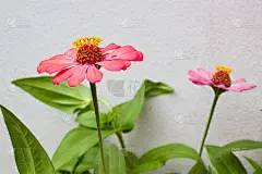 水泥墙上粉红色的百日菊花