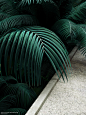 Beautiful Computer Generated Images II. Tropical Garden