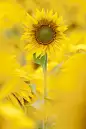 靜蝶飛舞---向日葵