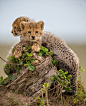 Little Boys by Iris BraunMasai Mara, Kenya